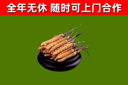 呼伦贝尔回收散虫草